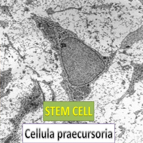 Stem Cell