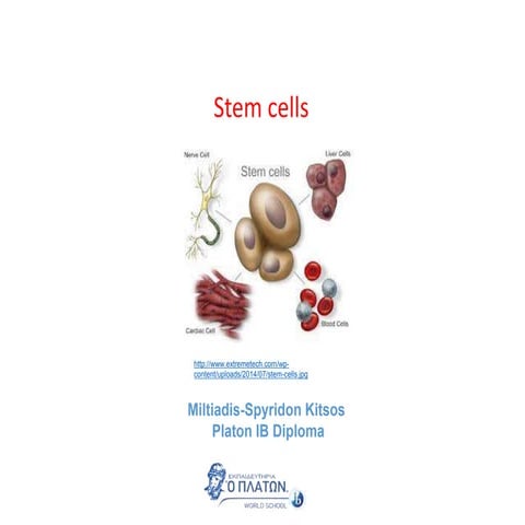 Stem cells