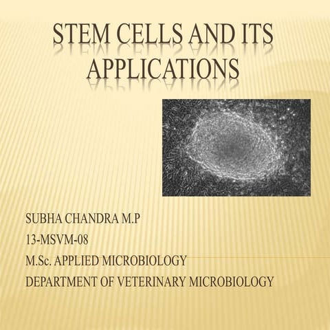STEM CELLS