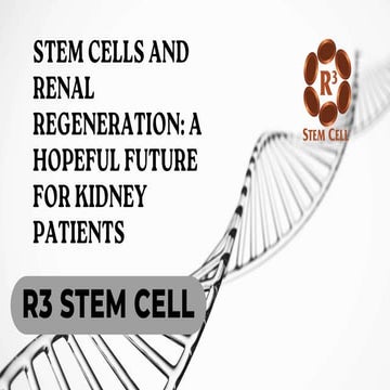 Stem Cells and Kidneys: Pioneering Treatments for Renal Diseases | R3 ...