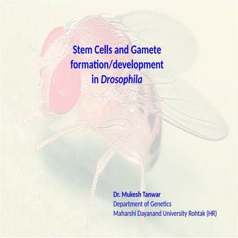 Stem cells, Oogenesis and spermatogensis in Drosophila.pptx