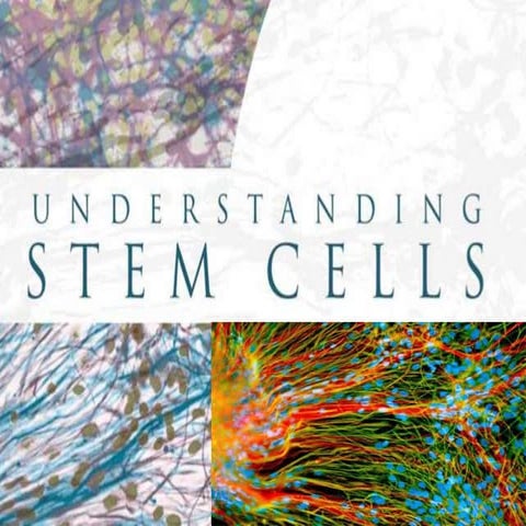 Understanding Stem Cells