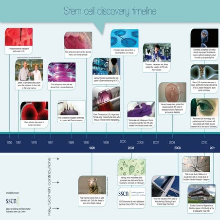 Stem cell timeline