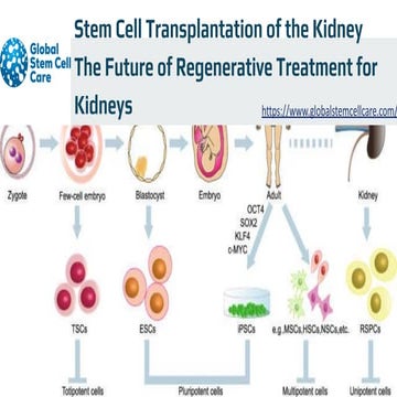 The Future of Kidney Transplantation and Recovery | PDF