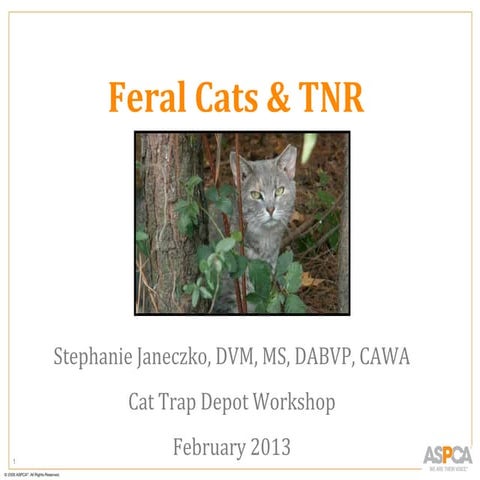 Feral Cats & TNR
