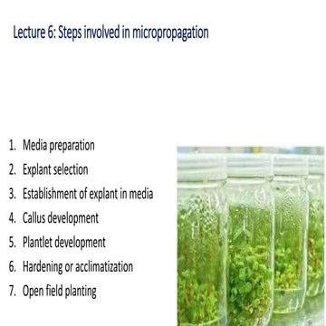 Steps involved in micropropagation