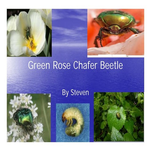Steven green rose chafer beetle steven's files