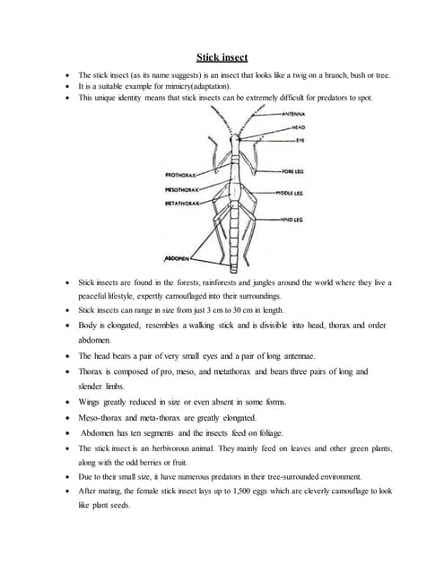 INSECT MOUTH PARTS AND THEIR MODIFICATION.pptx