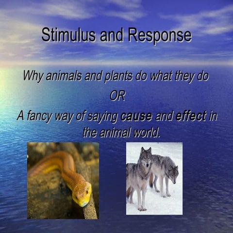 Stimulus and-response-1202604916520991-5