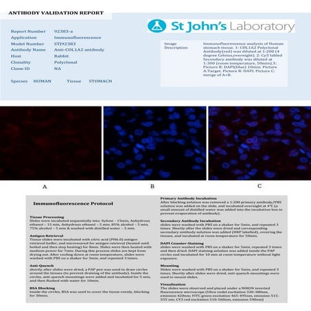 Immunofluorescence (IF) Protocol | PPTX