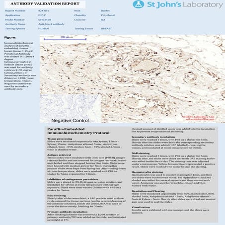 Immunohistochemistry Antibody Validation Report for Anti-Cox-2 Antibody ...