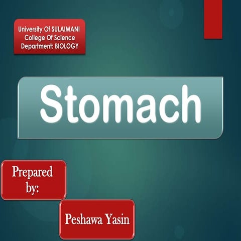 Stomach