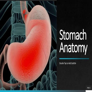 Stomach anatomy ppt 1st year (B.D.Chaurasia)
