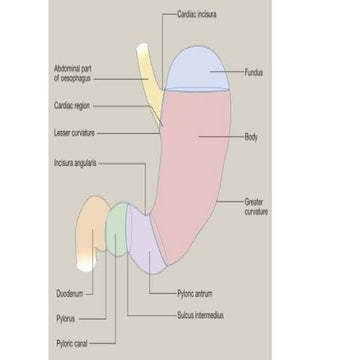 STOMACH Gross Anatomy & Clinical Anatomy.pptx