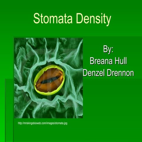 Stomata density denzel,breana