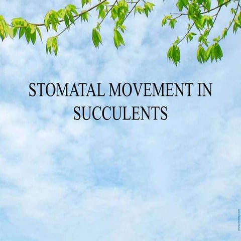 Stomatal movement in succulents   copy
