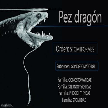 Peces: Orden Stomiiformes (Peces Dragón, Linterna, Hacha) | PPTX