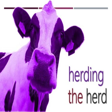 Agile Africa Conf - herding the herd