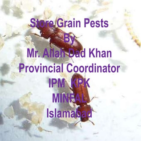 Store grain pests  A Lecture By Mr Allah Dad Khan