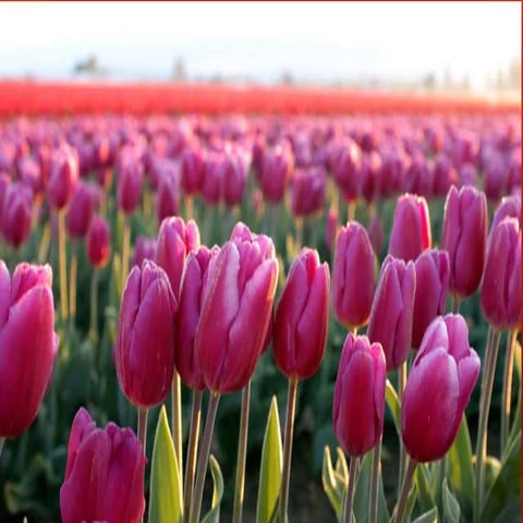 Strategies in curriculum evaluation 