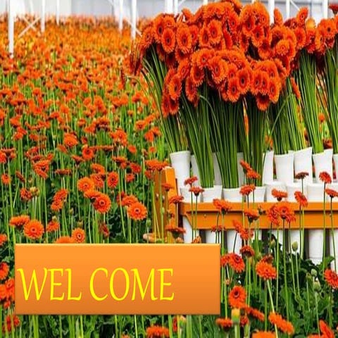 Strategies of flowers