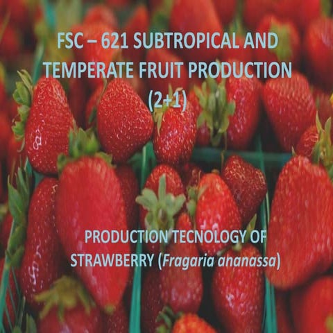 Strawberry cultivation