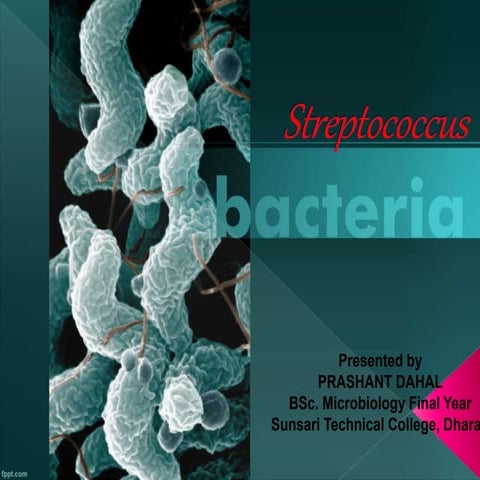 Streptococcus pyogens