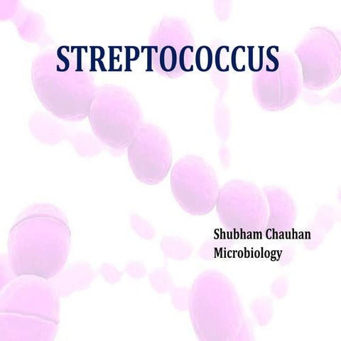 streptococcus-it a gram negative bacteria