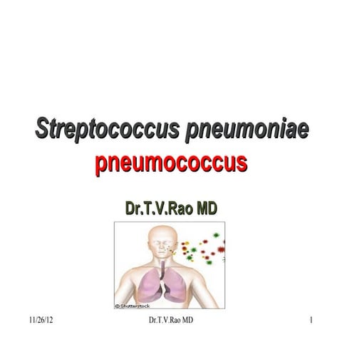 Streptococcus pneumoniae