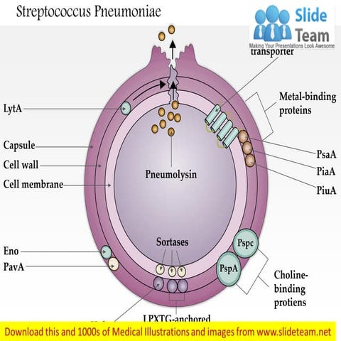 Streptococcus pneumoniae medical images for power point