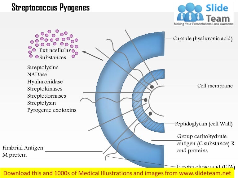 Streptococcus pyogenes medical images for power point