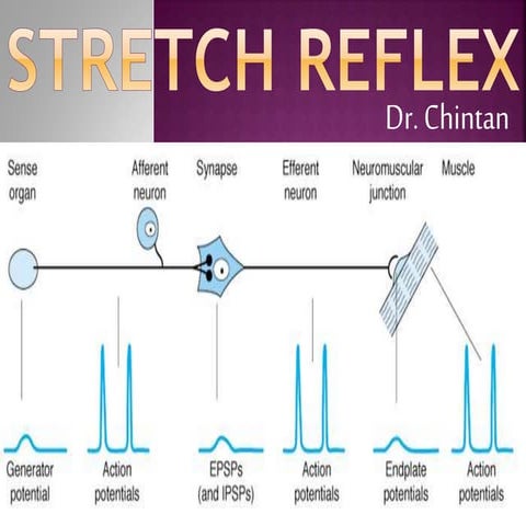 Stretch reflex