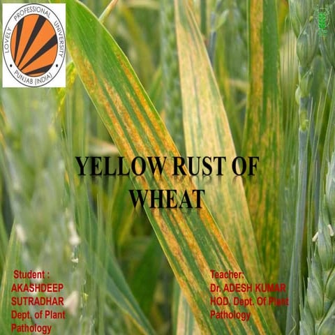 Stripe rust