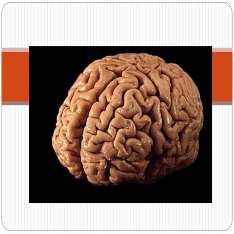 Stroke (cerebrovascular accident)