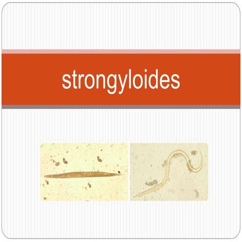 Strongyloides