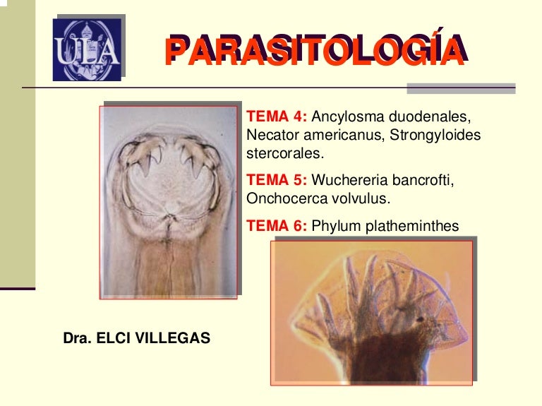 gusano strongyloides