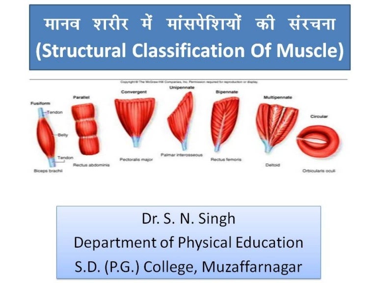 Classification Of Skeletal Muscle Classification Of Skeletal Muscle