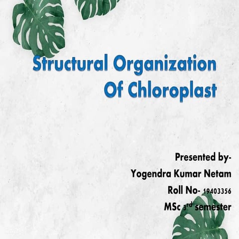 Structural organization of chloroplast