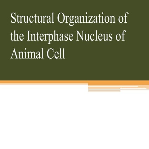 Interphase nucleus of animal