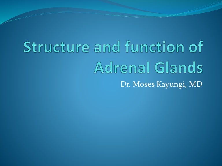 Structure and function of adrenal glands