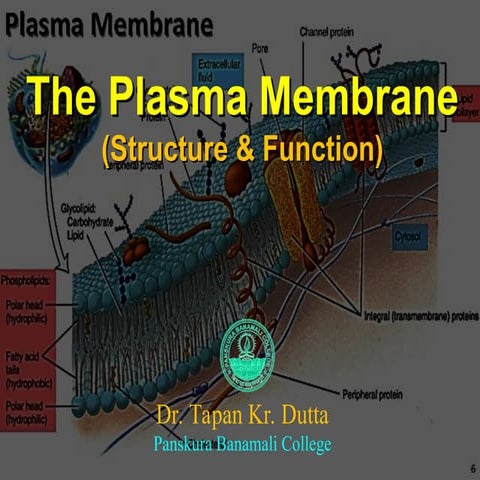 Structure and function of the cell membrane.ppt