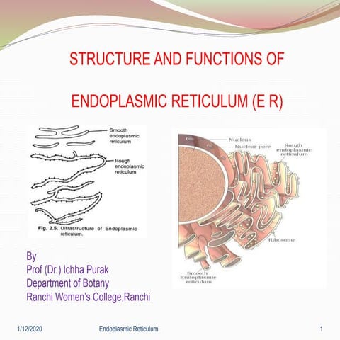 Structure and functions of endoplasmic reticulum