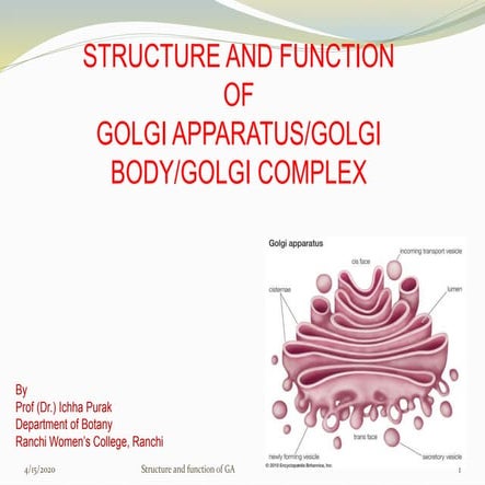 Structure and functon of golgi apparatus