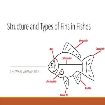 Fish morphology - fish fins | PPTX