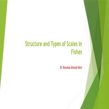 Structure and Types of Scales in Fishes[1].pptx