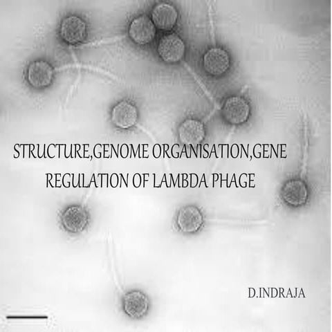 Structure,genome organisation,gene regulation of lambda phage