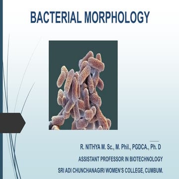 Structure of bacteria