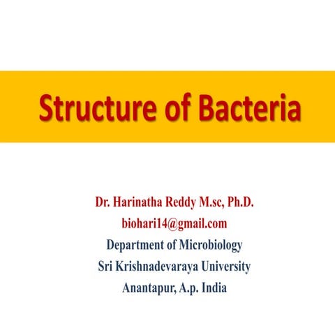 Structure of bacteria