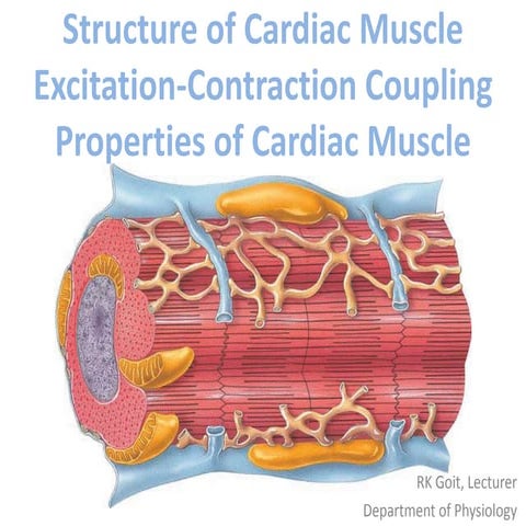 Structure of cardiac muscle excitation contraction coupling properties of car...