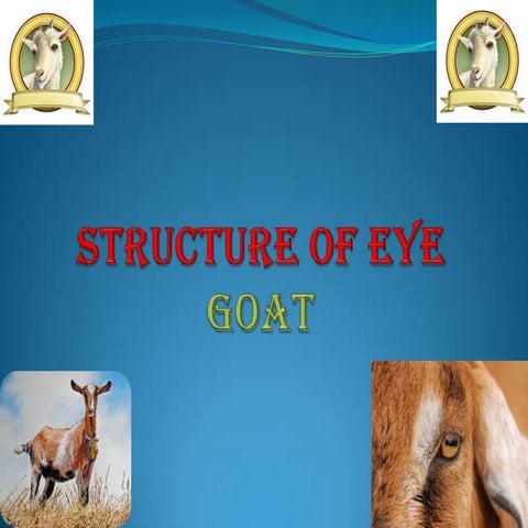 Structure of eye